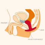 Fun Factory Bootie Butt Plug In Male Anatomy