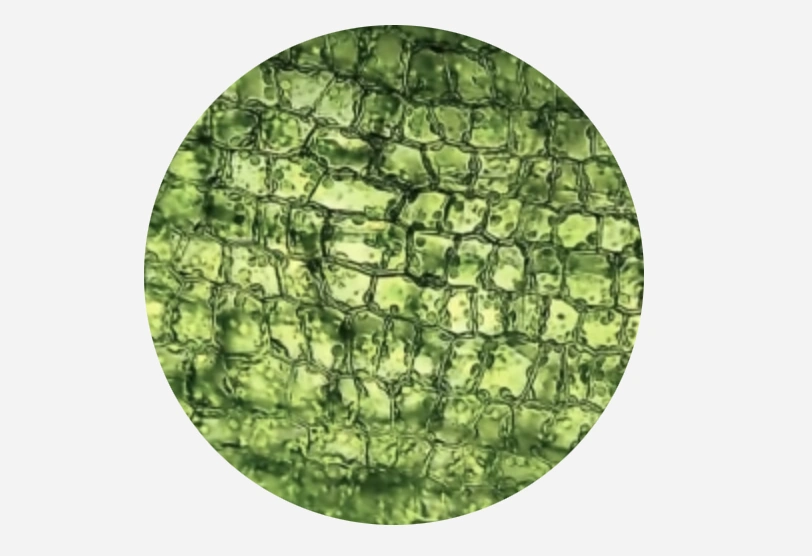 Good Clean Love Restore Moisturizing Vaginal Gel - Natural, Plant-based Ingredients