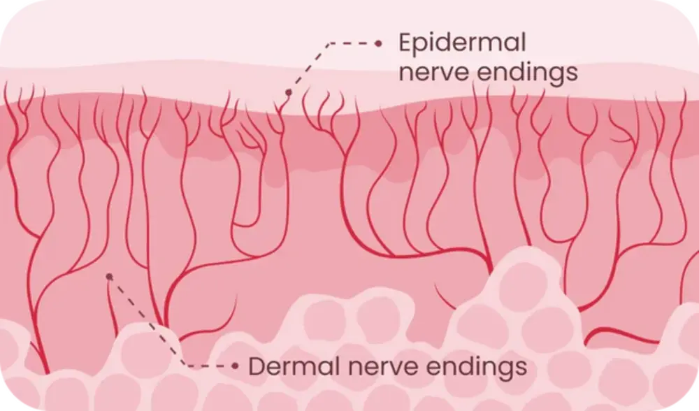 Promescent Ejaculation Delay Spray - How it Works - Nerve Signals Trigger Orgasms