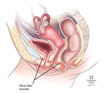 Pelvic-Floor-Muscles